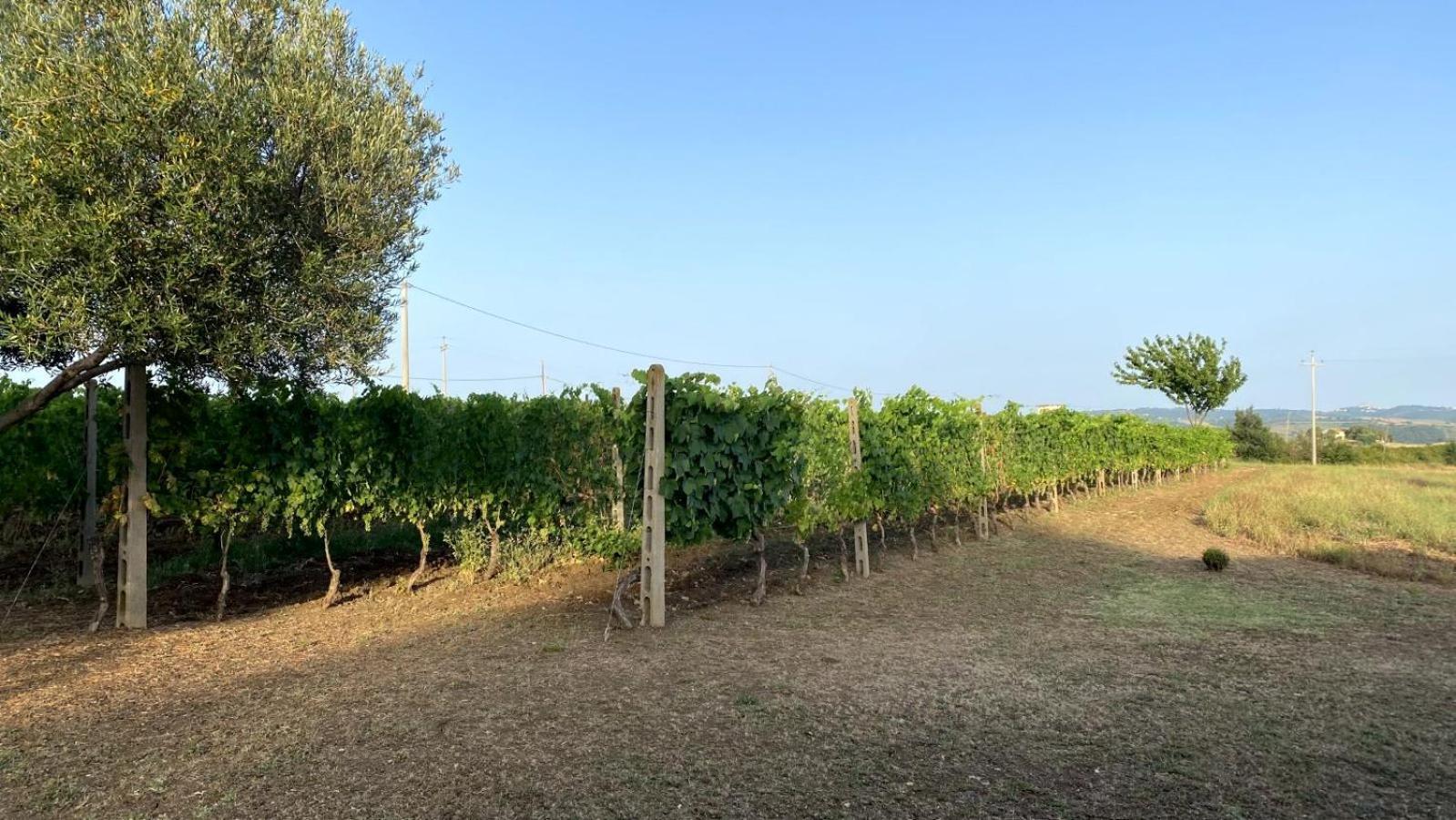 Agriturismo Uliveto Gretacci Montemerano Zewnętrze zdjęcie