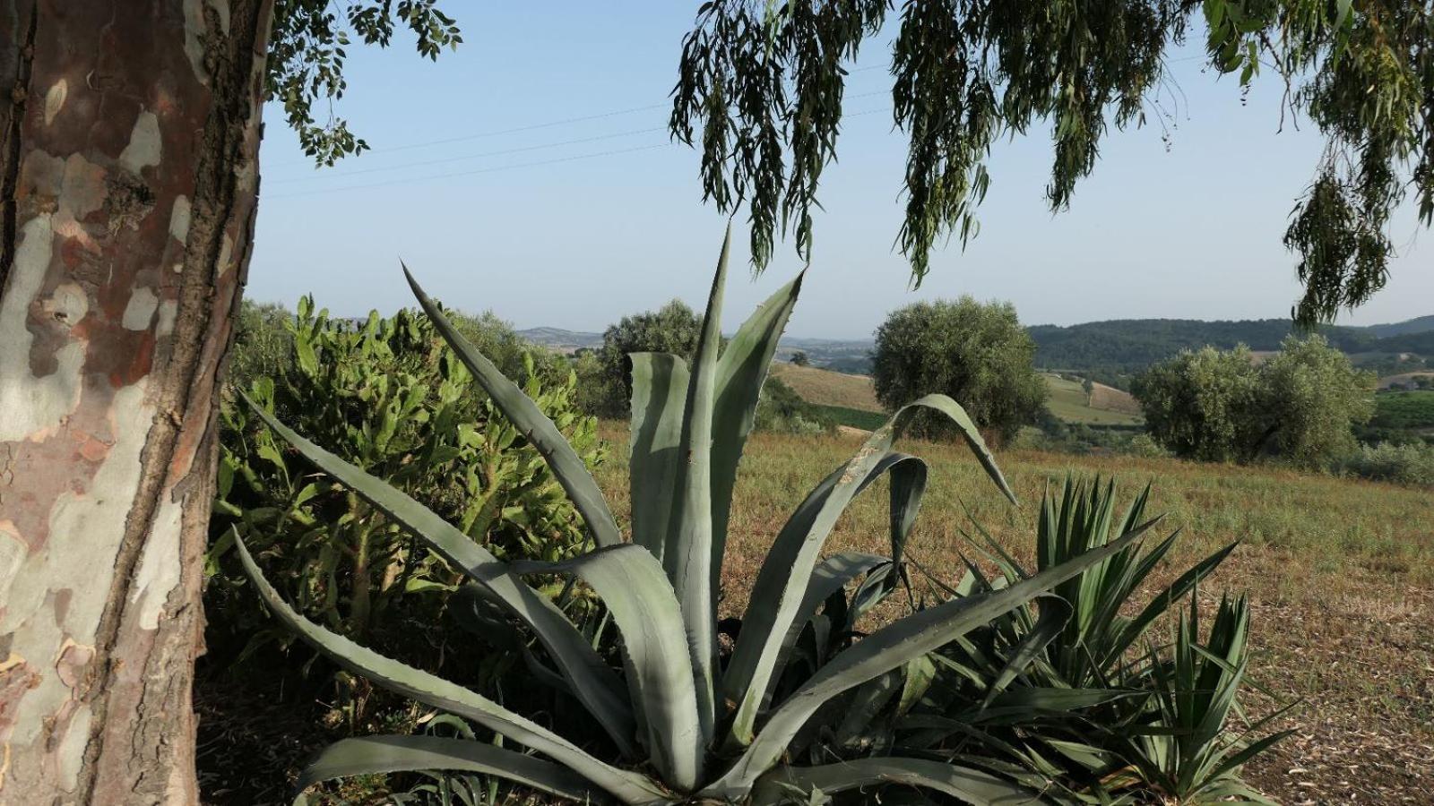 Agriturismo Uliveto Gretacci Montemerano Zewnętrze zdjęcie