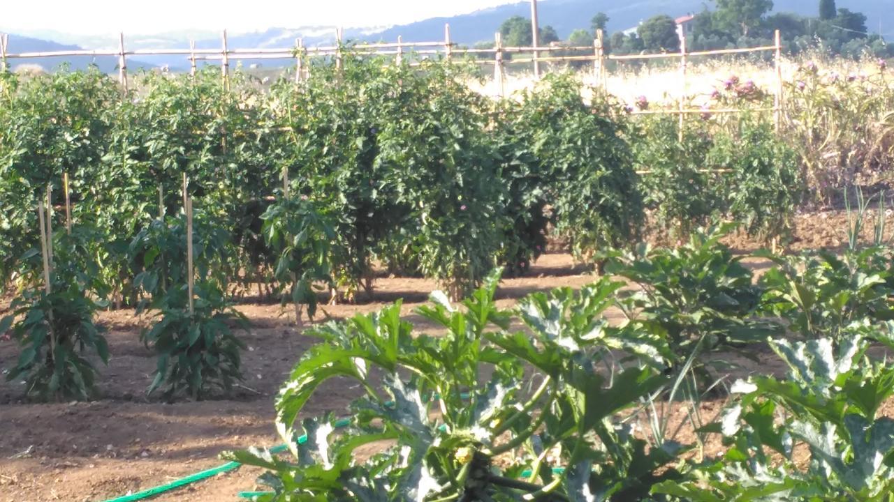 Agriturismo Uliveto Gretacci Montemerano Zewnętrze zdjęcie