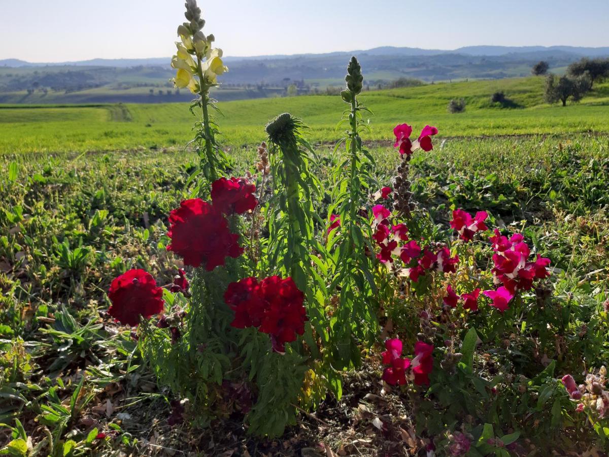 Agriturismo Uliveto Gretacci Montemerano Zewnętrze zdjęcie